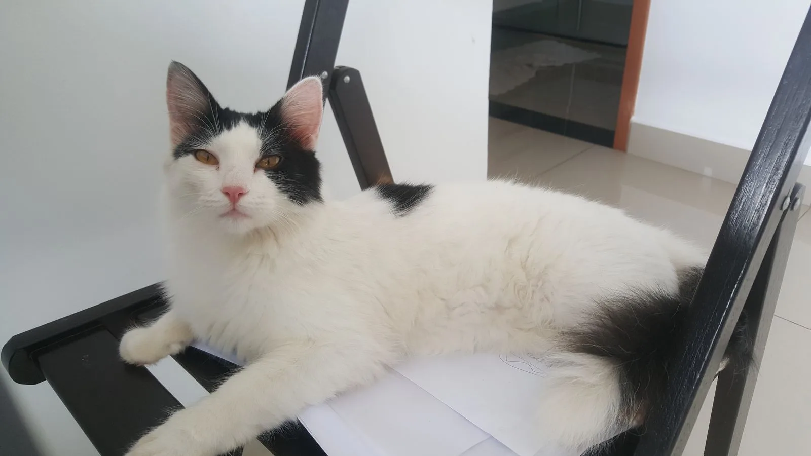 Gato resgatado por Fabiana Gonçalves